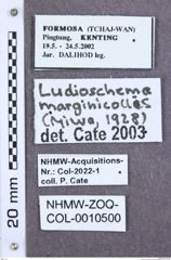 Etikette zu Ludioschema marginicolle (NHMW-ZOO-COL-0010500)